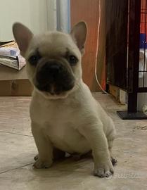 Super cucciolo buldog francese