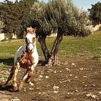 Paint hourse x monta