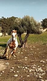 Paint hourse x monta