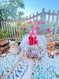 Gallo cocincina nana