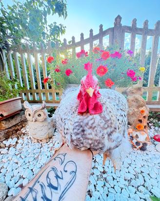 Gallo cocincina nana