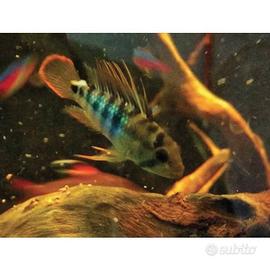 Coppia Apistogramma baenschi inka
