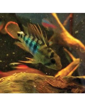 Coppia Apistogramma baenschi inka