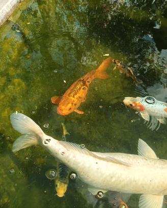 Carpa koi