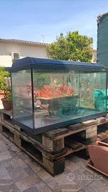 acquario 