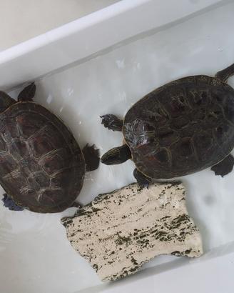 2 Tarta Mauremys (ex Ocadia) sinensis