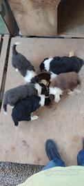 Cuccioli di Border Collie