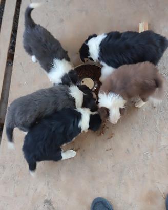 Cuccioli di Border Collie