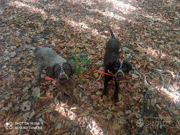 Addestro cani da tartufo