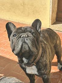 Bulldog francese