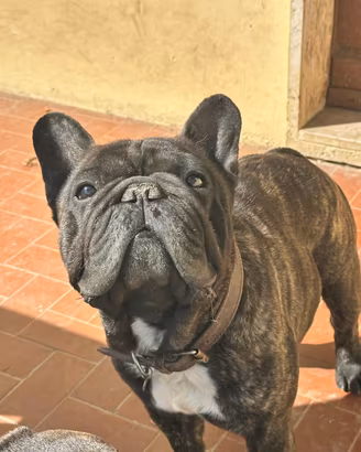Bulldog francese