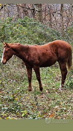 Puledro paint horse 2025