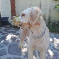 Attrezzatura per tartufai