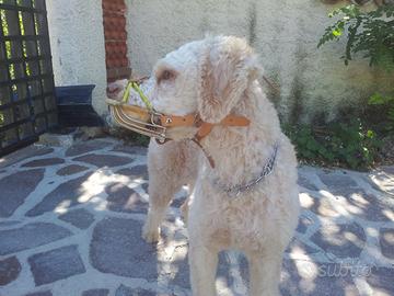 Attrezzatura per tartufai