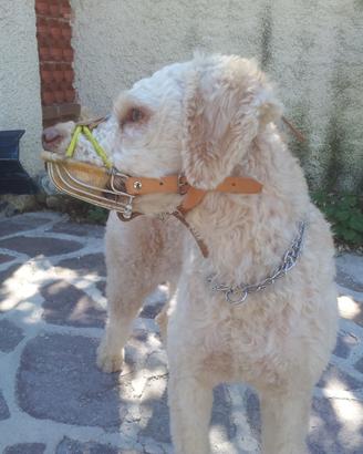 Attrezzatura per tartufai