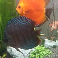 Discus