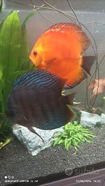 Discus