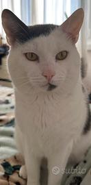 Gatto ?