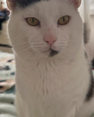 Gatto ?