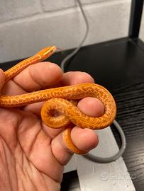 Serpente
