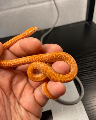 Serpente