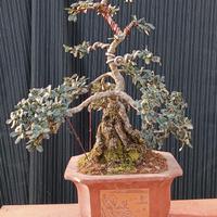 Bonsai di olivastro H 55 cm