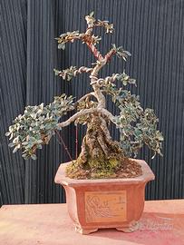 Bonsai di olivastro H 55 cm