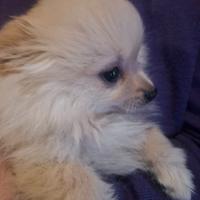 Spitz tedesco cucciolo