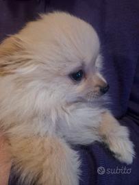 Spitz tedesco cucciolo