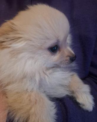 Spitz tedesco cucciolo