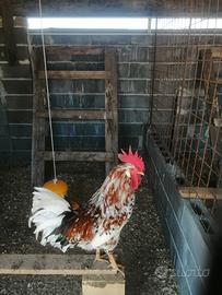 Galline
