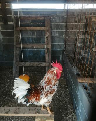 Galline