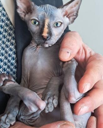 Rara Sphynx Blu Tortie Point, pronta da subito