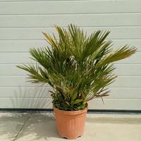 Palma Chamaerops Humilis Vaso 28 h. 60/80
