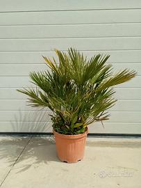 Palma Chamaerops Humilis Vaso 28 h. 60/80