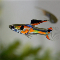 Pesci acquario Guppy Endler Ancistrus lumache