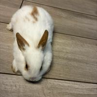 Coniglio nano da compagnia