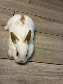 Coniglio nano da compagnia