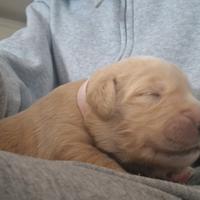 Cuccioli femmine di golden retriever