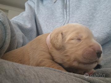 Cuccioli femmine di golden retriever