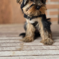 Yorkshire maschietto pronto a cambiare casa