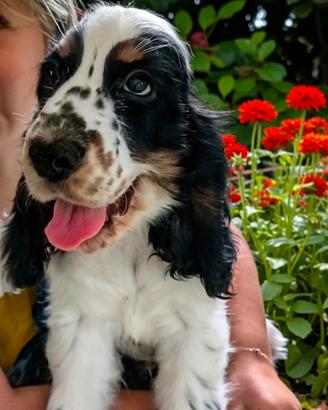 Cuccioli di Cocker Spaniel Inglese 