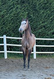 Cavallo lusitano warmblood
