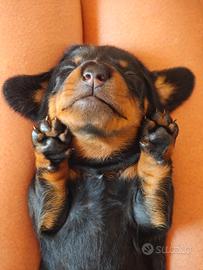 Vendita cuccioli bassotto