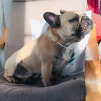 Bullo Enci per monta
