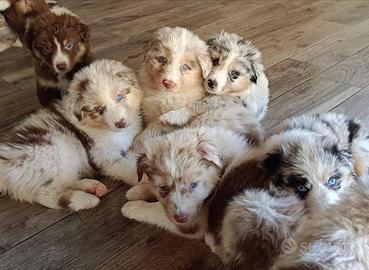 Cuccioli Pastore Australiano Australian Shepherd