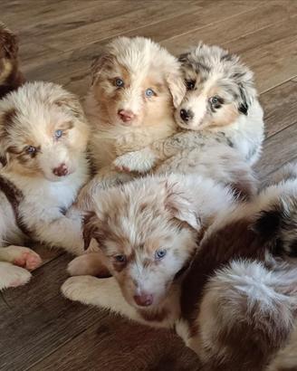 Cuccioli Pastore Australiano Australian Shepherd