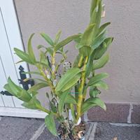 orchidea dendrobium nobile 