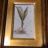 antica xilografia P. A. Mattioli - 1571