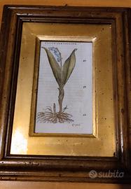 antica xilografia P. A. Mattioli - 1571